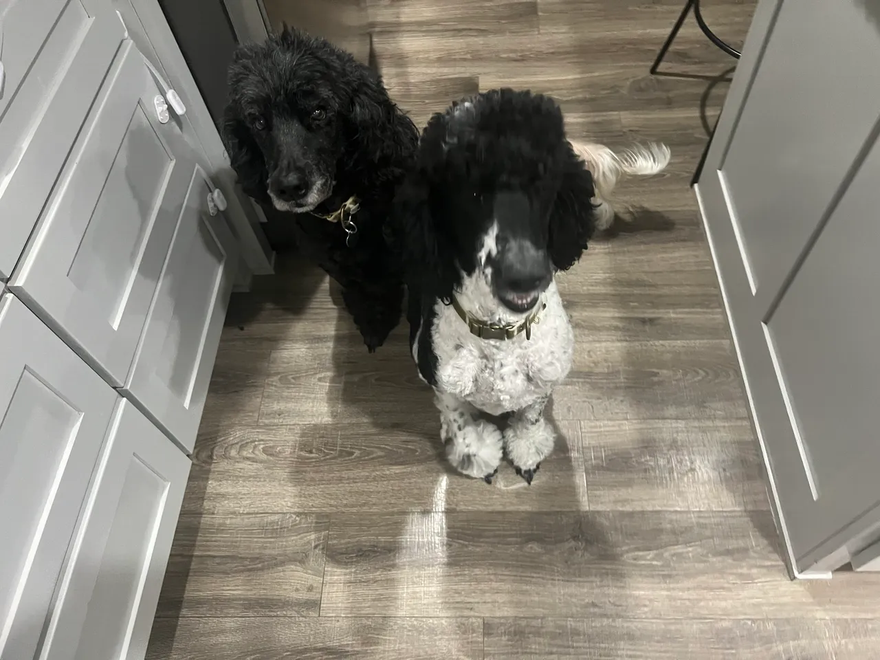 Groomed poodle at salon