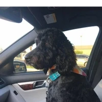 Black curly dog in car after grooming
