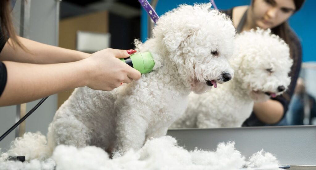 Grooming Needs of Different Dog Breeds