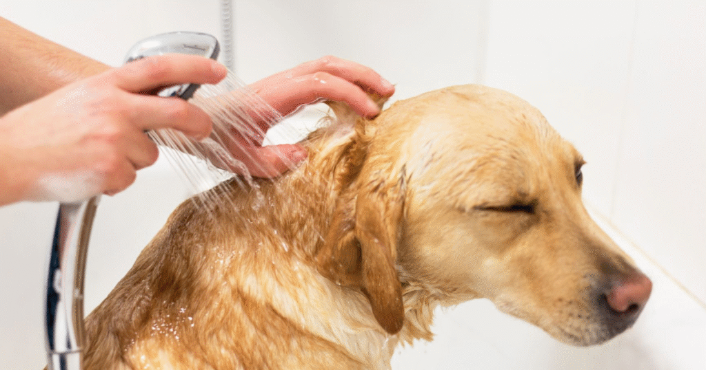 how often to bathe your dog