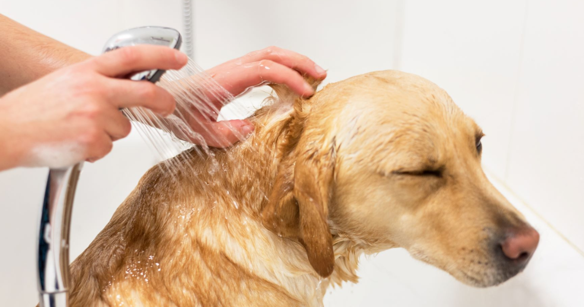 how often to bathe your dog