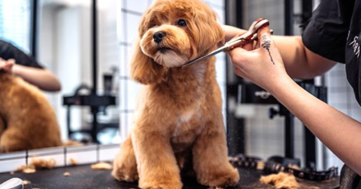 How to Prepare Your Dog for a Grooming Appointment