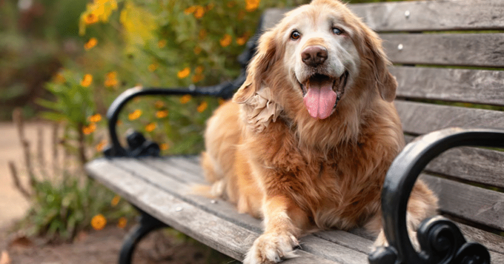 Senior Dog Grooming Guide
