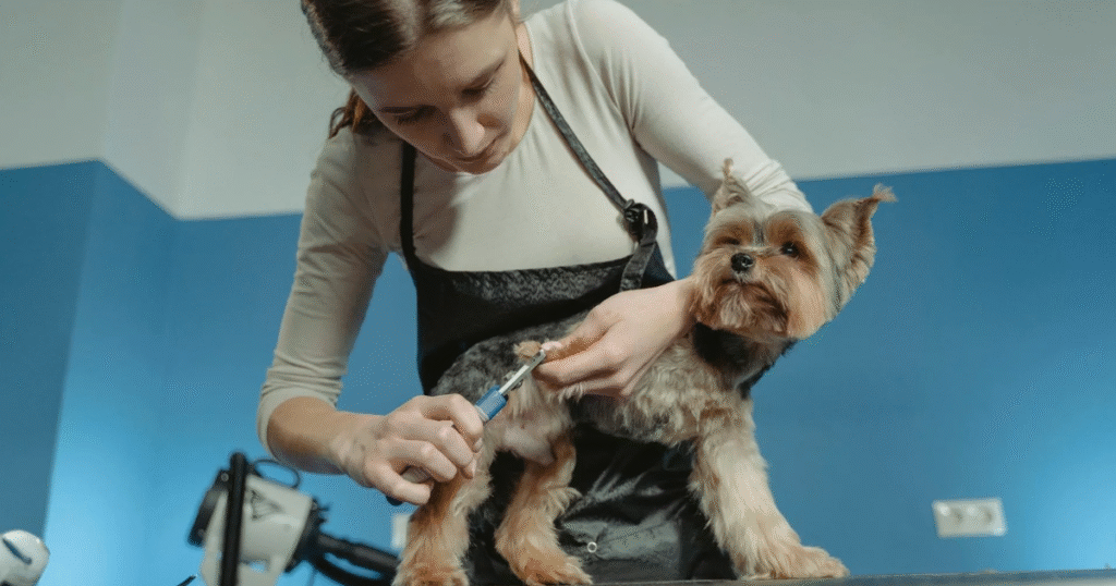 Signs Your Dog Needs a Grooming Session