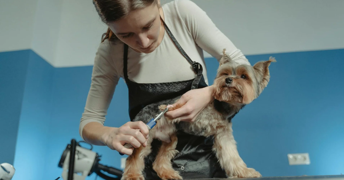 Signs Your Dog Needs a Grooming Session