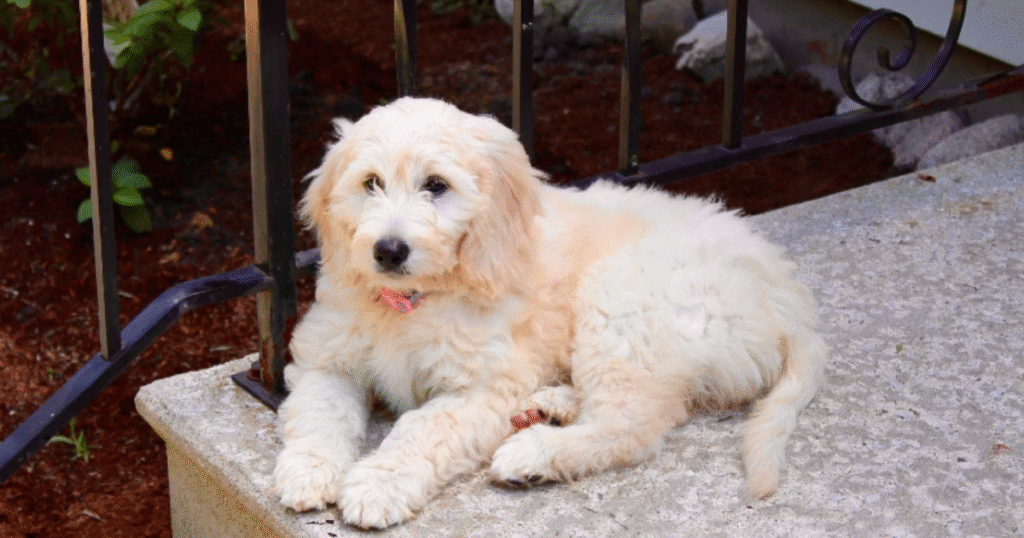 Types of Doodle Haircuts