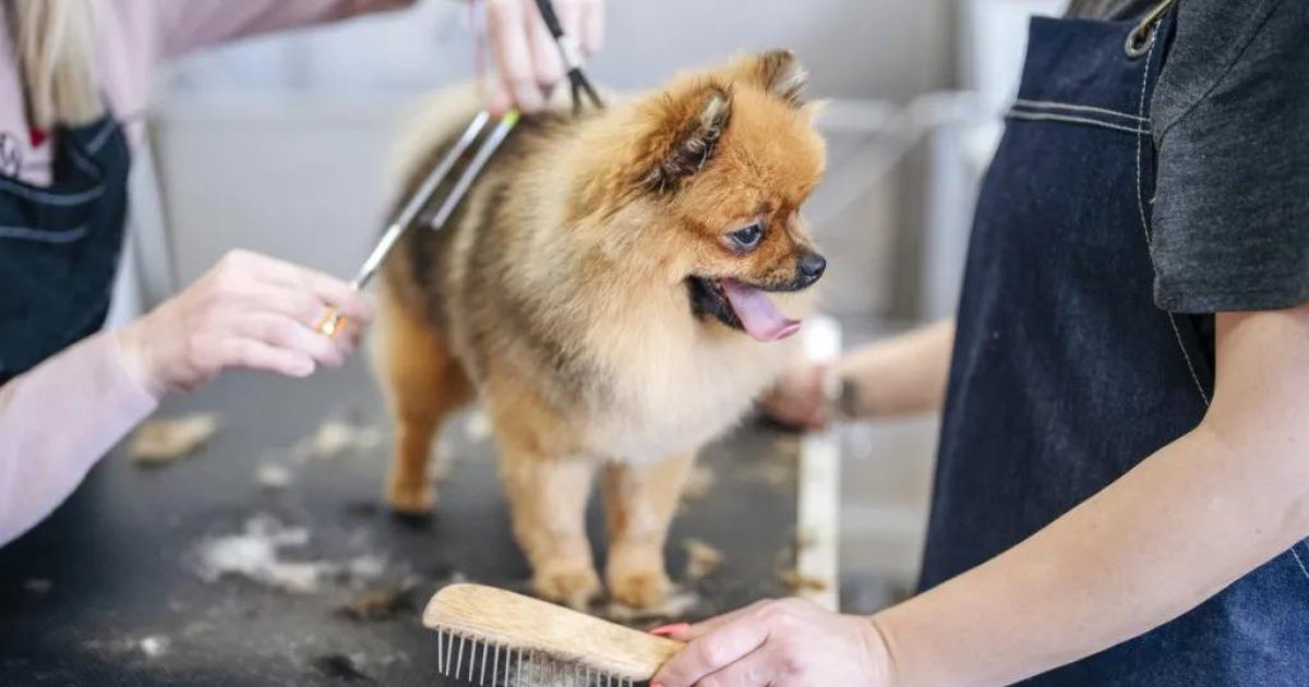 how long does dog grooming take