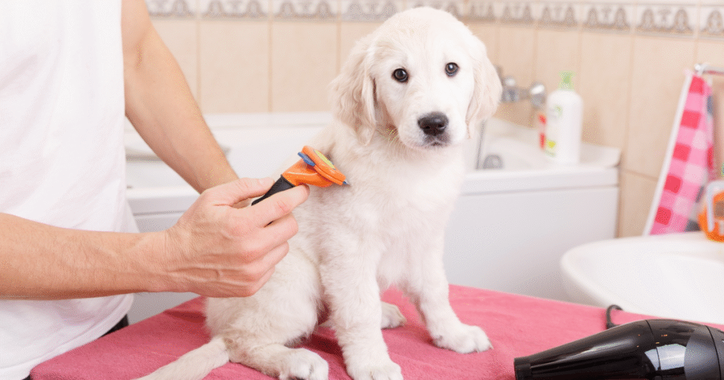 how to calm your dog for grooming